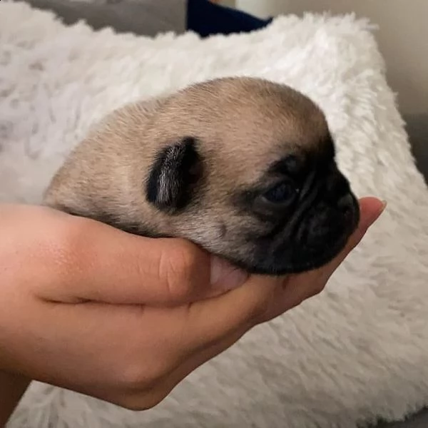 regalo carlino | Foto 0