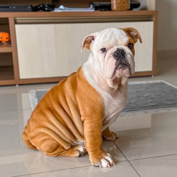 solo 7 settimane il mio adorabile cucciolo bulldog inglese è già vaccinato e sverminato, ed è già di