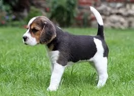 subito disponibili  femminucce e maschietto di beagle praga rosso cervo hanno 60gg svermati diverse 