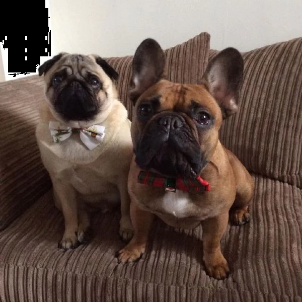 regalo cuccioli di calino bellissimi cuccioli disponibili, carattere adorabile ,sono docili ed affet