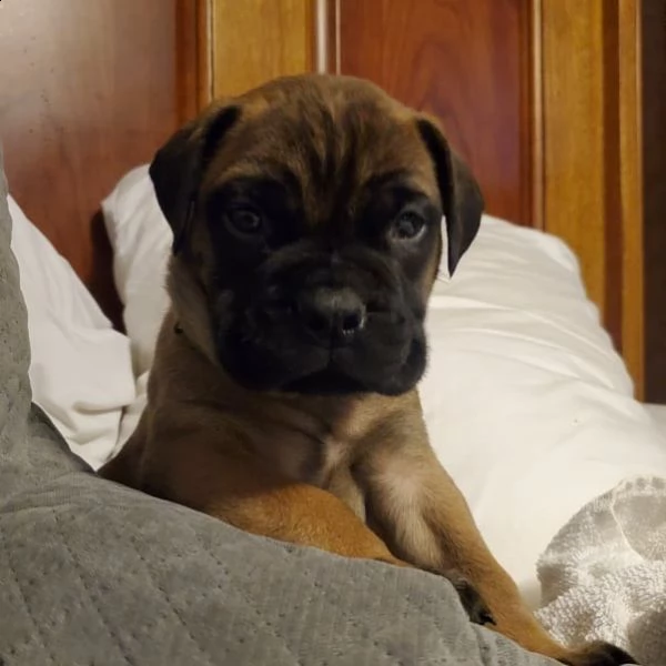 regalo cuccioli bullmastiff  adorabili cuccioli di bullmastiff femmine e maschi disponibili in adozi