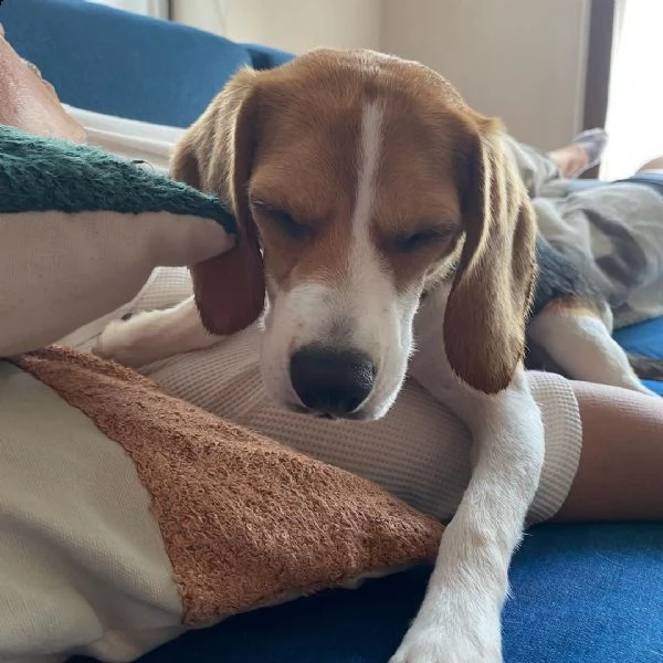 regalo cuccioli dolce e bella beagle stiamo dando questi nostri cuccioli sani maschi e femmine in un