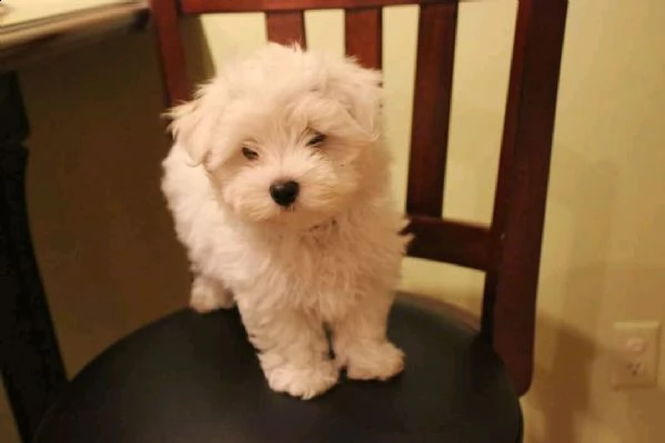 cuccioletto di maltese mini toy 