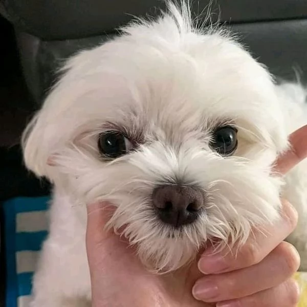  lovelypuppiesgadern[.com]