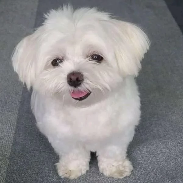  lovelypuppiesgadern[.com] | Foto 0