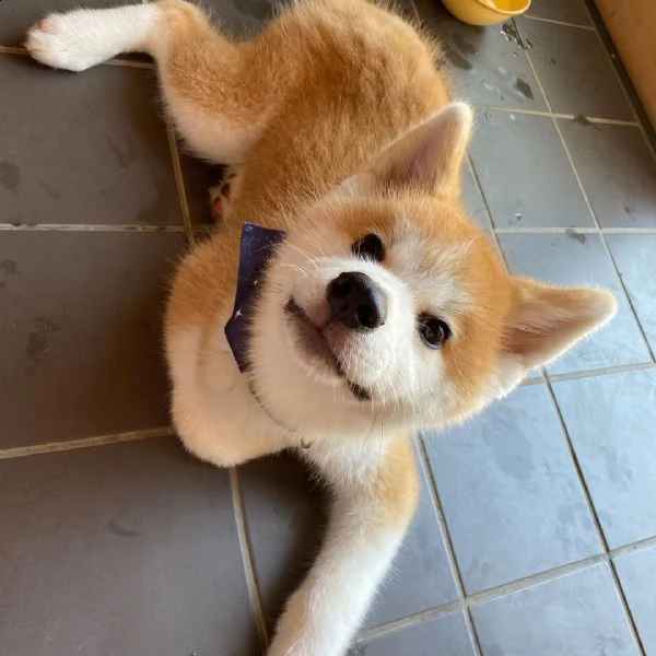 regalo cuccioli di razza dalmata consegna con il libretto sanitario,  il michrochip, vaccinati e sve