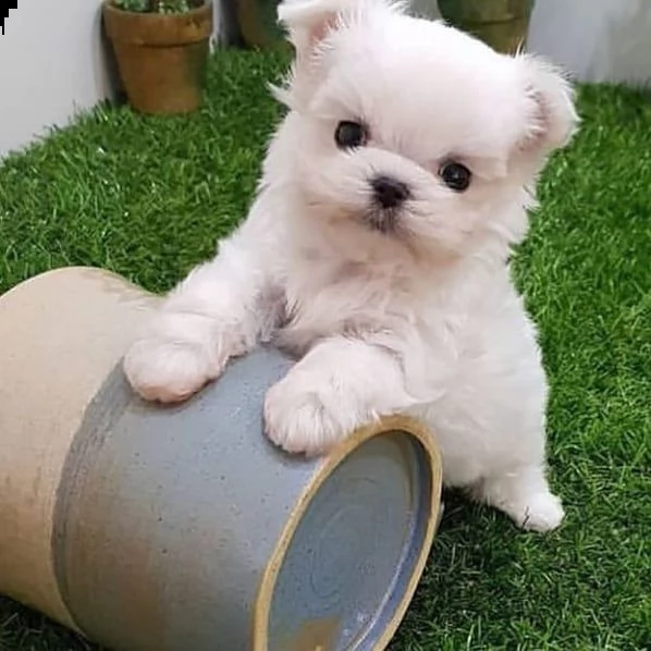  lovelypuppiesgadern[.com] | Foto 0