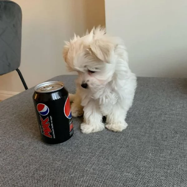  lovelypuppiesgadern[.com]//