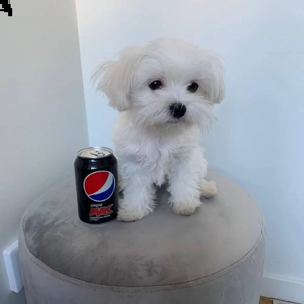  lovelypuppiesgadern[.com]//