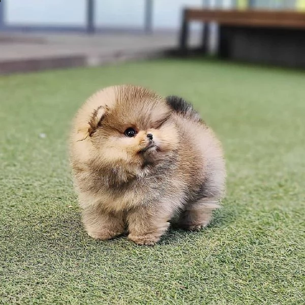  lovelypuppiesgadern[.com]-!/ | Foto 1