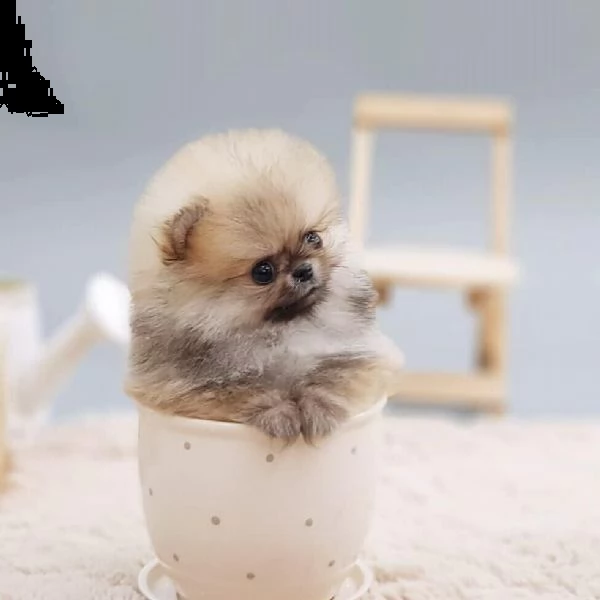  lovelypuppiesgadern[.com]-!/ | Foto 0