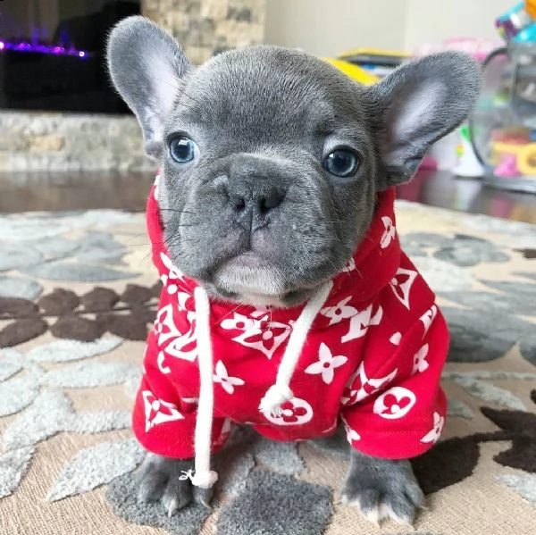  regalo bouledogue francese | Foto 0