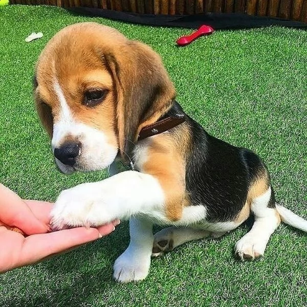 regalo beagle  | Foto 0