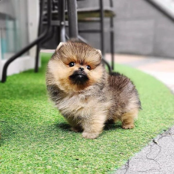 pomeranian /maltess  | Foto 0