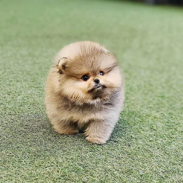 maltess /pomeranian 
