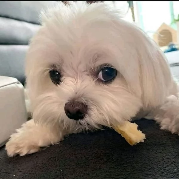 maltess pomeranian  | Foto 1