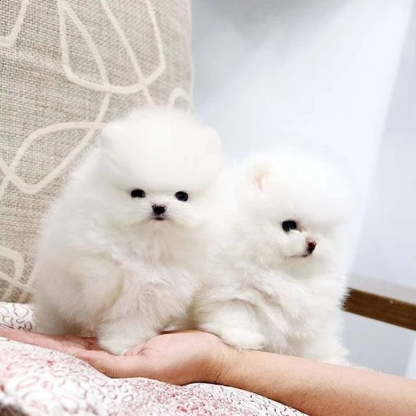 maltess pomeranian  | Foto 0