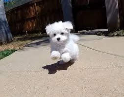 ucciolo di maltese tenerissimi intrigantissimi e buonissimi di 70 giorni sia maschi che femmina otti