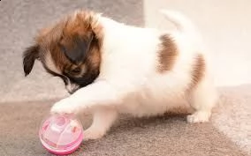 ucciolo di papillon tenerissimi intrigantissimi e buonissimi di 70 giorni sia maschi che femmina ott