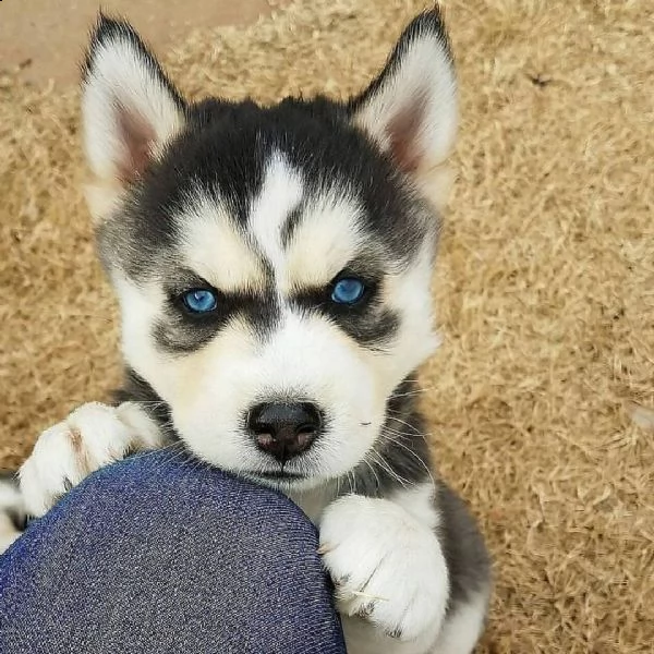 meraviglioso regalo di siberiano husky  cuccioli di siberiano husky ottimo pedigree, già vaccinati, 