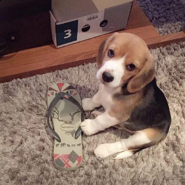 regalo beagle