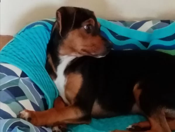  regalo cuccioli di pinscher | Foto 0