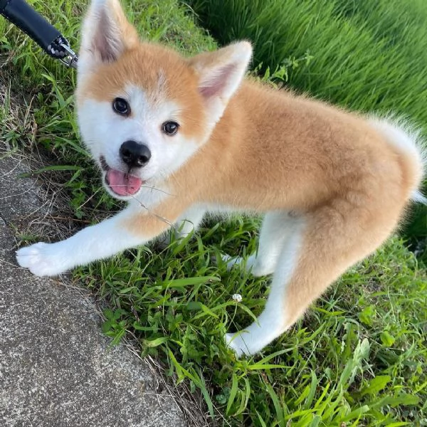 solo 7 settimane il mio adorabile cucciolo shiba inu è già vaccinato e sverminato, ed è già disponib