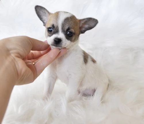 regalo cuccioli dolce e bella chihuahua toy