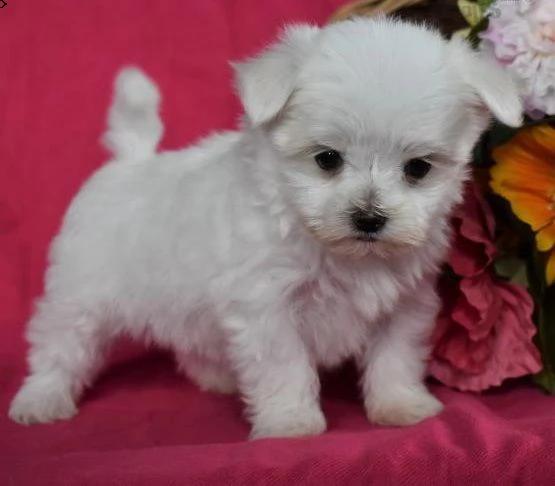   regalo maltese cuccioli meravigliosi ! 