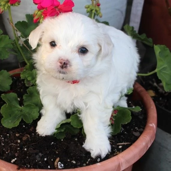 slendida maltess  | Foto 2