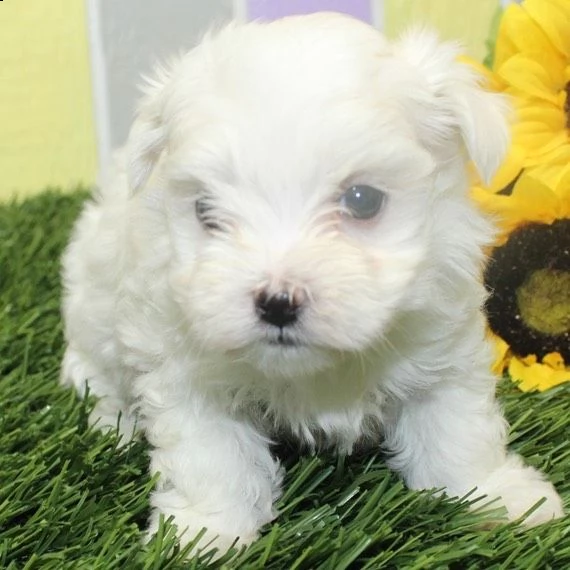 slendida maltess  | Foto 1