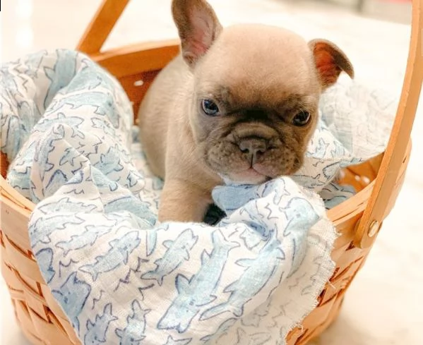 cuccioli di bulldog francese per l'adozione