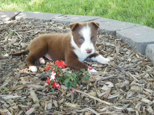 disponibili cuccioli di pastore australiano per adozione