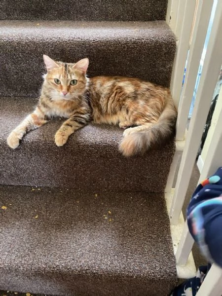 regalo bello bengale gattini maschi e femmine