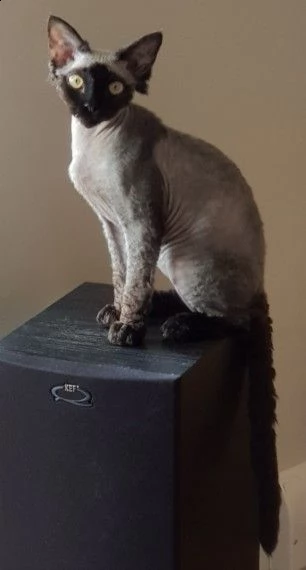 sphynx gattini maschi e femmine