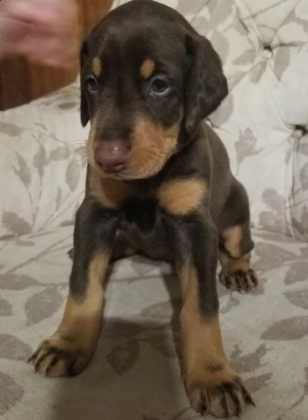 regalo adorabili cuccioli  dobermann  femminucce e maschietti gratuita