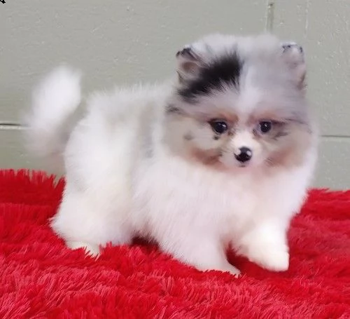 regalo pomerania cuccioli (maschio e femmina)