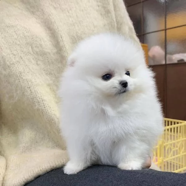 cuccioli di po.merania toy