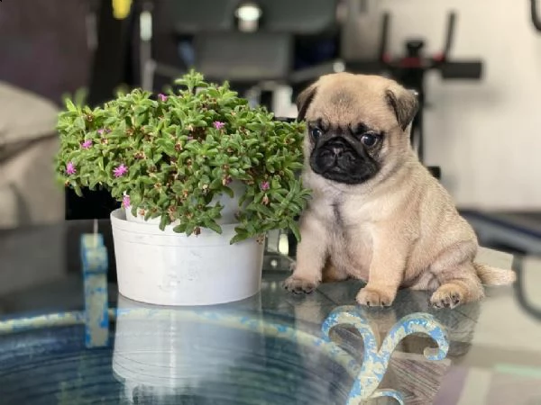  cucciolo carlino fulvo con pedigree 