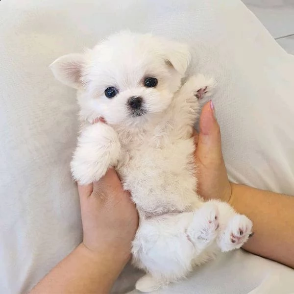 cucciolotti di maltese mini toy