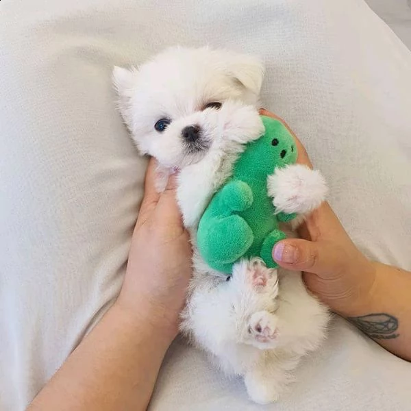 cuccioli di maltese cuccioli