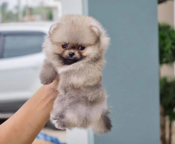cuccioli di spitz di pomerania