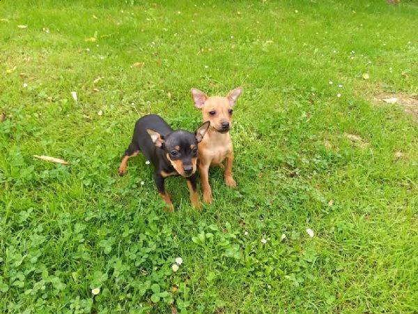 cuccioli di pincher nano toy