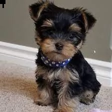 giocosi cuccioli yorkie per te