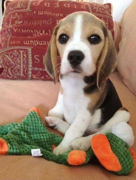 regalo beagle 