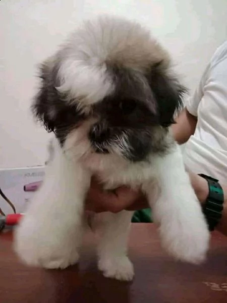    regalo shih-tzu  toy | Foto 0
