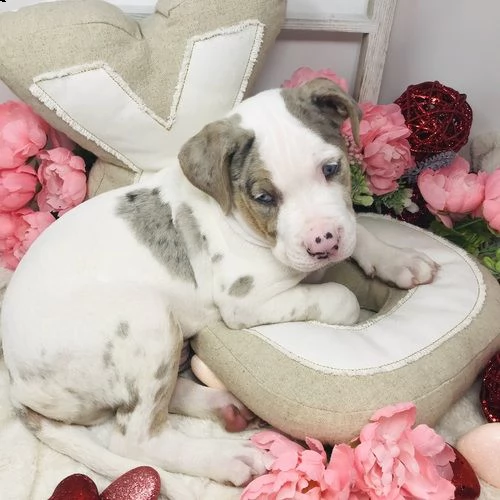 regalo cuccioli pitbull