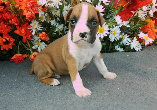  babarajean4[at]gmail[.com] regalo boxer cuccioli disponibile per l'adozione adorabili cuccioli di boxer 