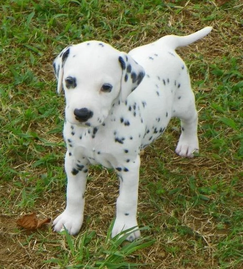   regalo dalmata cuccioli disponibile per l'adozione babarajean4[at]gmail[.com] adorabili cuccioli di dal
