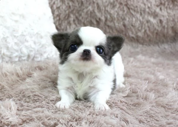   regalo  micro chihuahua toy cuccioli disponibile per l'adozione babarajean4[at]gmail[.com] adorabili cu